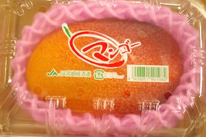 子供の日ギフト　完熟マンゴー　大玉1玉入 約400ｇ　宮崎県産