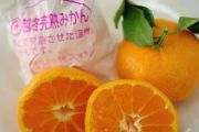 越冬みかん販売 早生みかんを袋掛けし年を越して収穫 通販でお取り寄せ 越冬みかん販売 早生みかんを袋掛けし年を越して収穫 通販でお取り寄せ