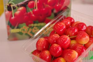 南陽さくらんぼ  500g バラ詰め Ｌ〜4Ｌ 山形さくらんぼ通販ギフトは7月上旬