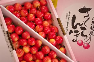 南陽さくらんぼ  500g バラ詰め Ｌ〜3Ｌ 山形さくらんぼ通販ギフトは7月上旬