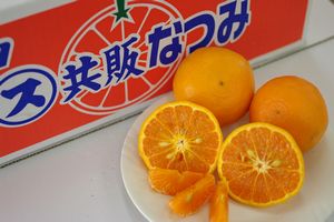 南津海（なつみ）通販 初夏に味わえる春みかんを販売取寄。約2ｋｇ 約20玉〜約25玉 和歌山・他産地