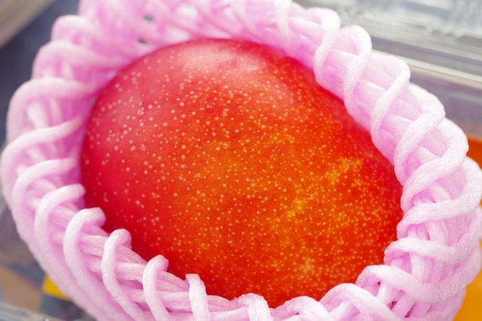 北海道マンゴー通販 お歳暮アップルマンゴーに。冬に収穫される国産を販売。2Ｌ〜3Ｌ 1玉入