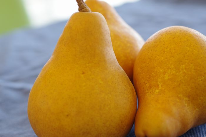 西洋梨オーロラ取寄販売 山形県の初秋に味わえる西洋梨を通販で