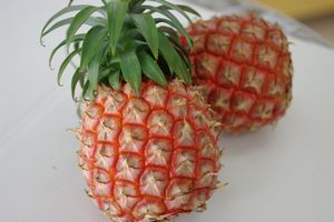 沖縄ピーチパイン通販 国産完熟ミルクパインを販売取寄。沖縄産