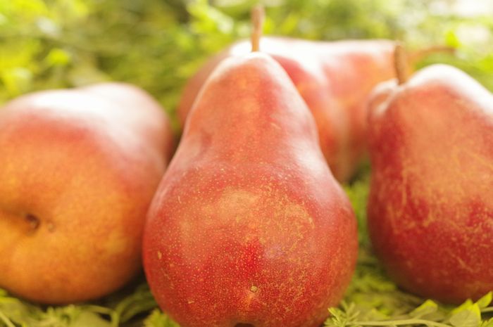 リーガルレッドコミス 西洋梨 山形・福島・他産地