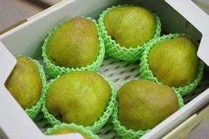 ラフランス 山形セレクション認定品！糖度14度以上 山形県産 中箱 約7玉〜約9玉