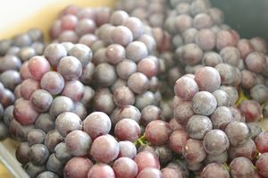 スチューベン葡萄通販 山形ぶどうを販売取寄。約2ｋｇ 約5房〜9房 山形産