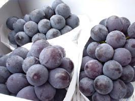 たねなし巨峰ぶど　2房　山梨・長野・他産地】