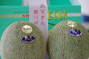 父の日銚子アムスメロンギフト通販 等級甘さ16をお父さんにプレゼント。2玉入 千葉県産