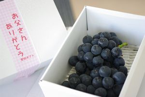 父の日ピオーネ葡萄ギフト通販 種なし黒ぶどうをお父さんにプレゼント。2房入 山梨産・他産地
