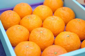 お歳暮津之輝（つのかがやき）通販 温室栽培の糖度約13度の柑橘を販売取寄。12月配送 約12玉〜約14玉 佐賀・他産地