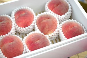 桃　通信販売。秋のももを販売取寄。糖度約12度のモモを果物ギフトに 中箱 約7玉〜約9玉