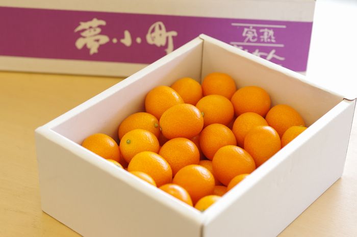 完熟きんかん夢小町 糖度約18度。化粧箱 約1kg 熊本産