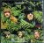 Savoy Brown サヴォイ・ブラウン / A Step Further ア・ステップ・ファーザー