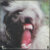 John Entwistle's Ox  ジョン・エントウィッスルズ・オックス / Mad Dog