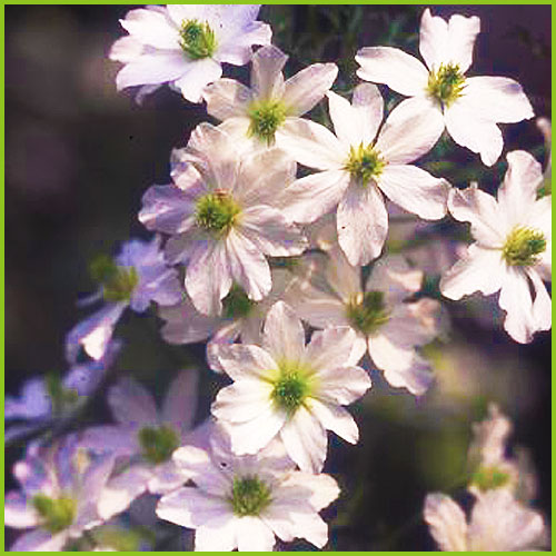 花苗の販売店 花育通販 クレマチス苗 多年草 アーリーセンセーションを販売