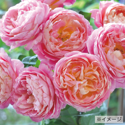 花木 庭木の 花育通販 薔薇 バラ の苗木 クロード モネを販売