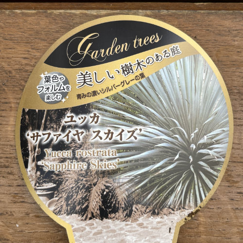 熱帯植物・熱帯果樹の販売店【花育通販】ユッカの苗を販売