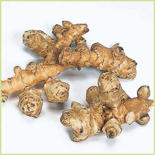 家庭菜園 菊芋 きくいも 苗の販売店 花育通販 山菜 菊芋 キクイモ の苗を販売