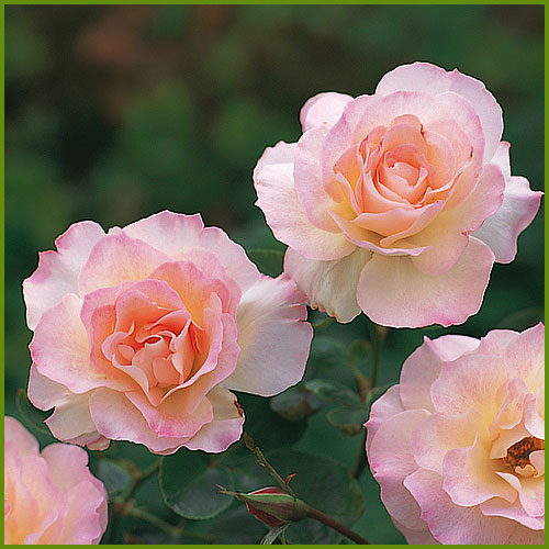 薔薇（バラ・ばら）の苗木を販売　マチルダ