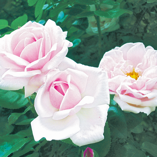 花木 庭木の 花育通販 薔薇 バラ の苗木 ニュードーン 5号接木苗 を販売
