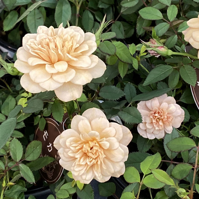 花育通販 ミニバラ モカの苗を販売 花育通販 ミニバラ モカの苗を販売