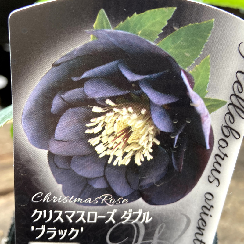 クリスマスローズなら 花育通販 クリスマスローズ ヘレボラス の苗 ダブル ブラック を販売