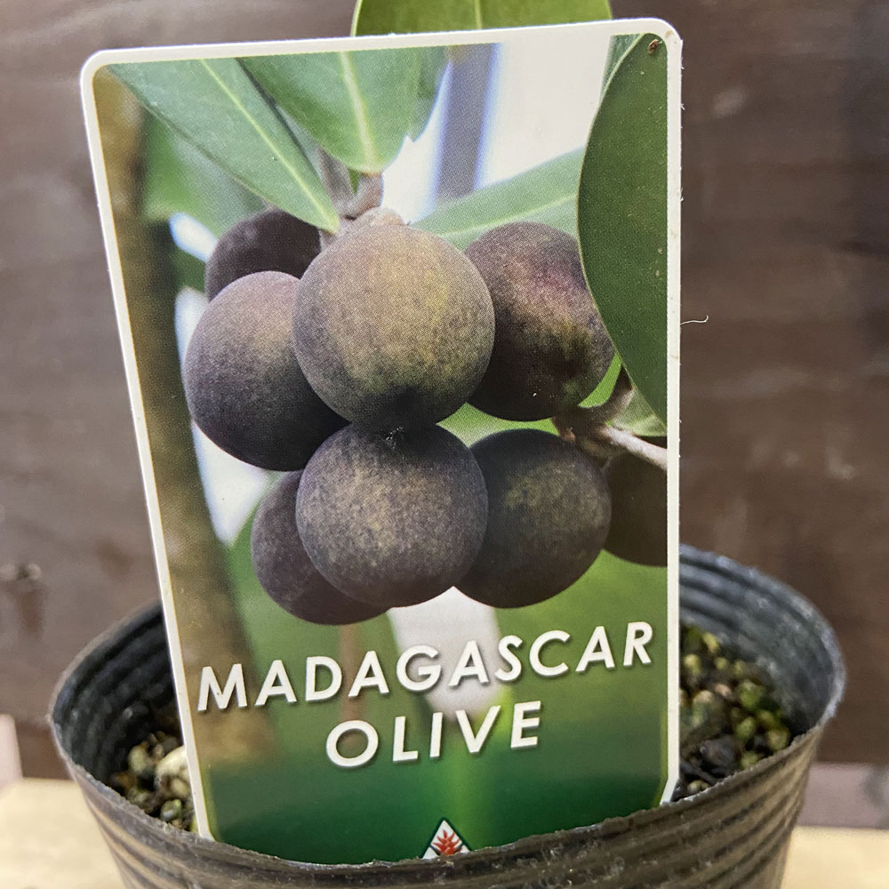 「マダガスカルオリーブ」の苗木