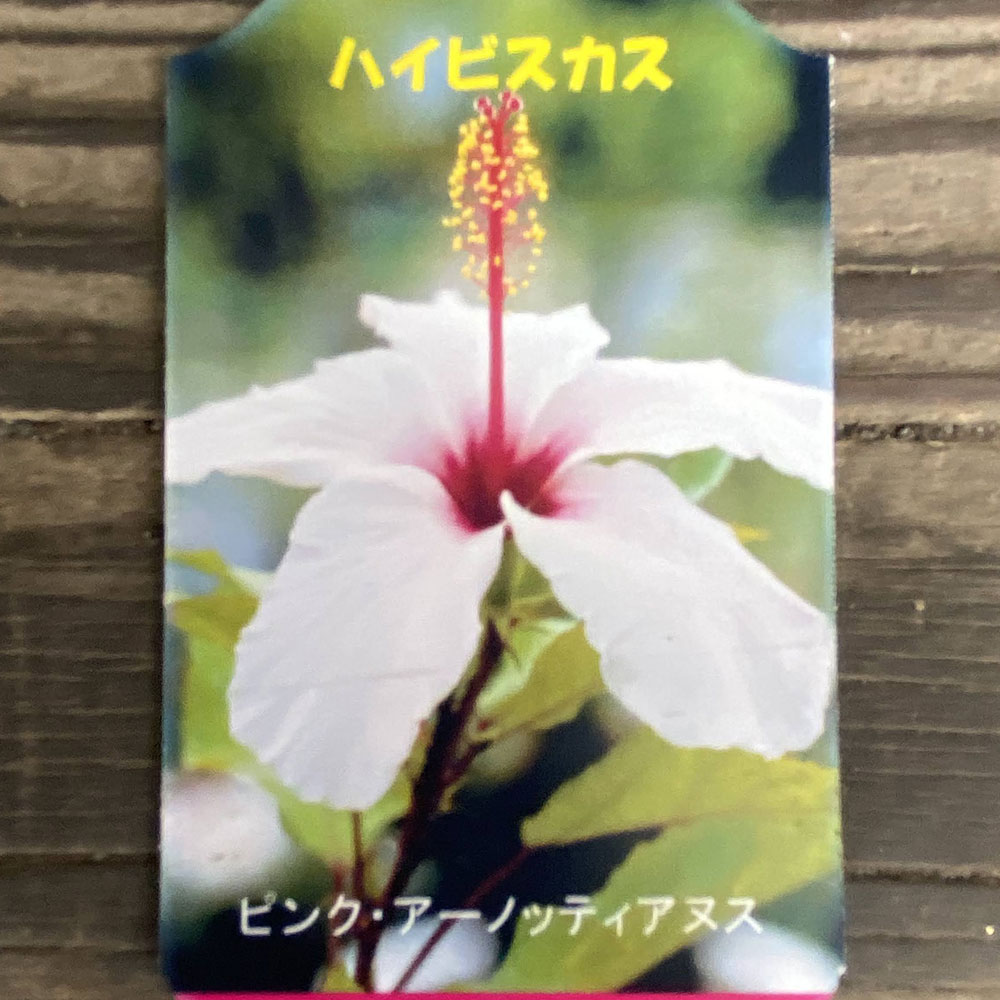 香りのハワイアンハイビスカス　ピンクアーノッティアヌス　Hibiscus Pink arnottianus