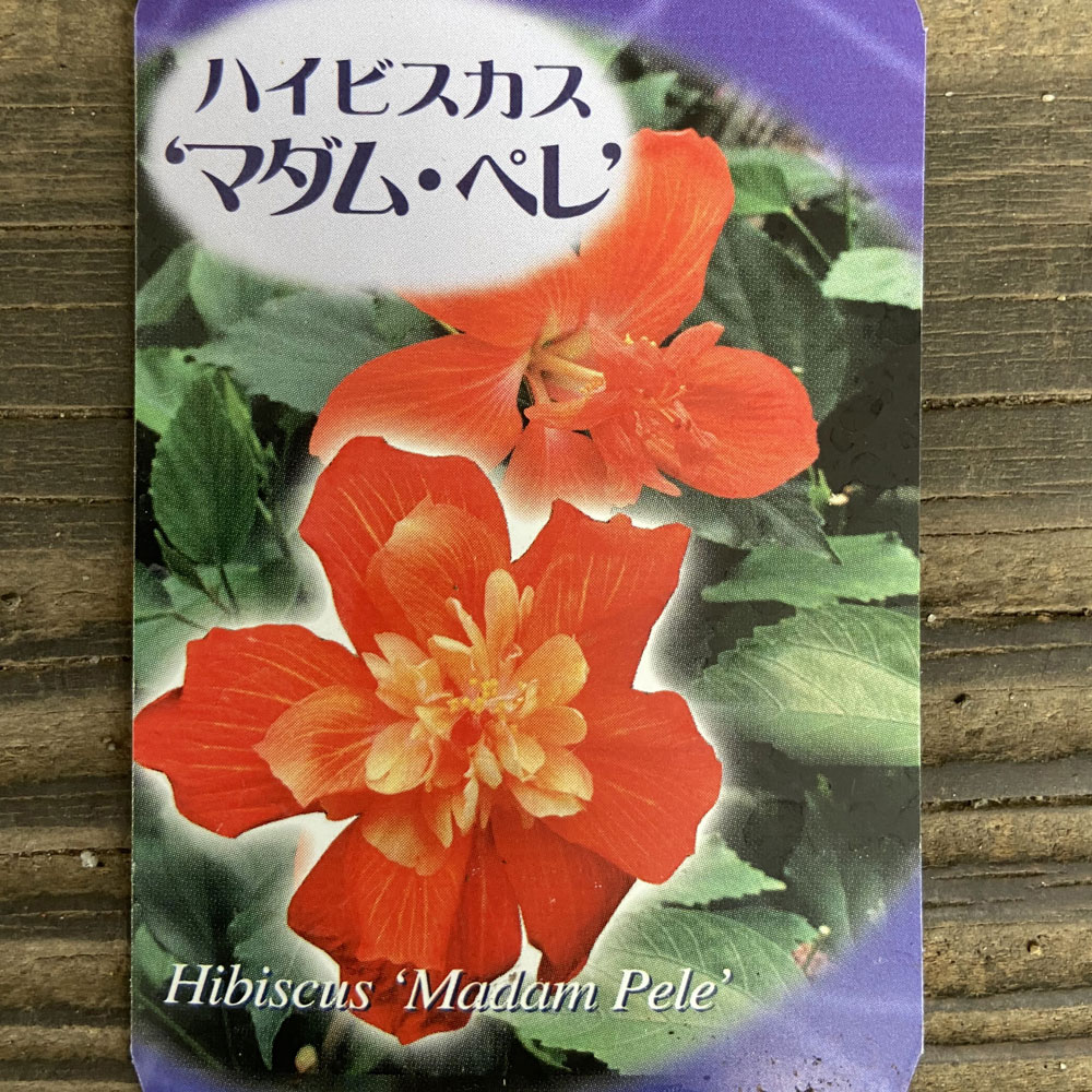 ハイビスカス　マダムペレ