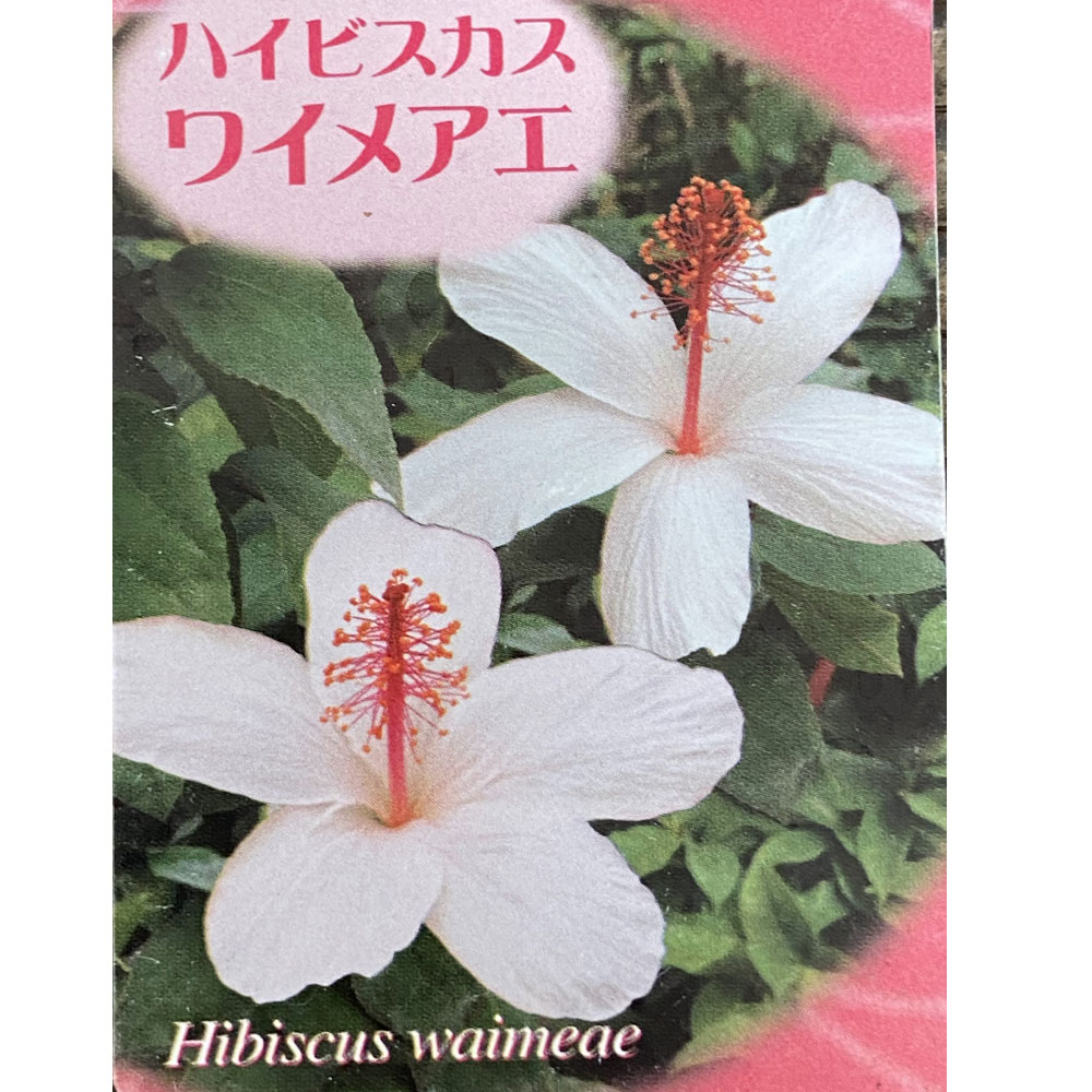 ハイビスカス　ワイメナエ