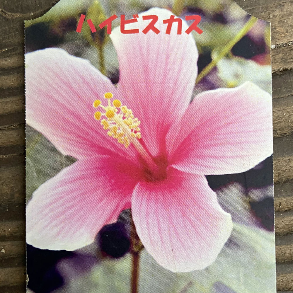 ハイビスカス　ピンクアイス