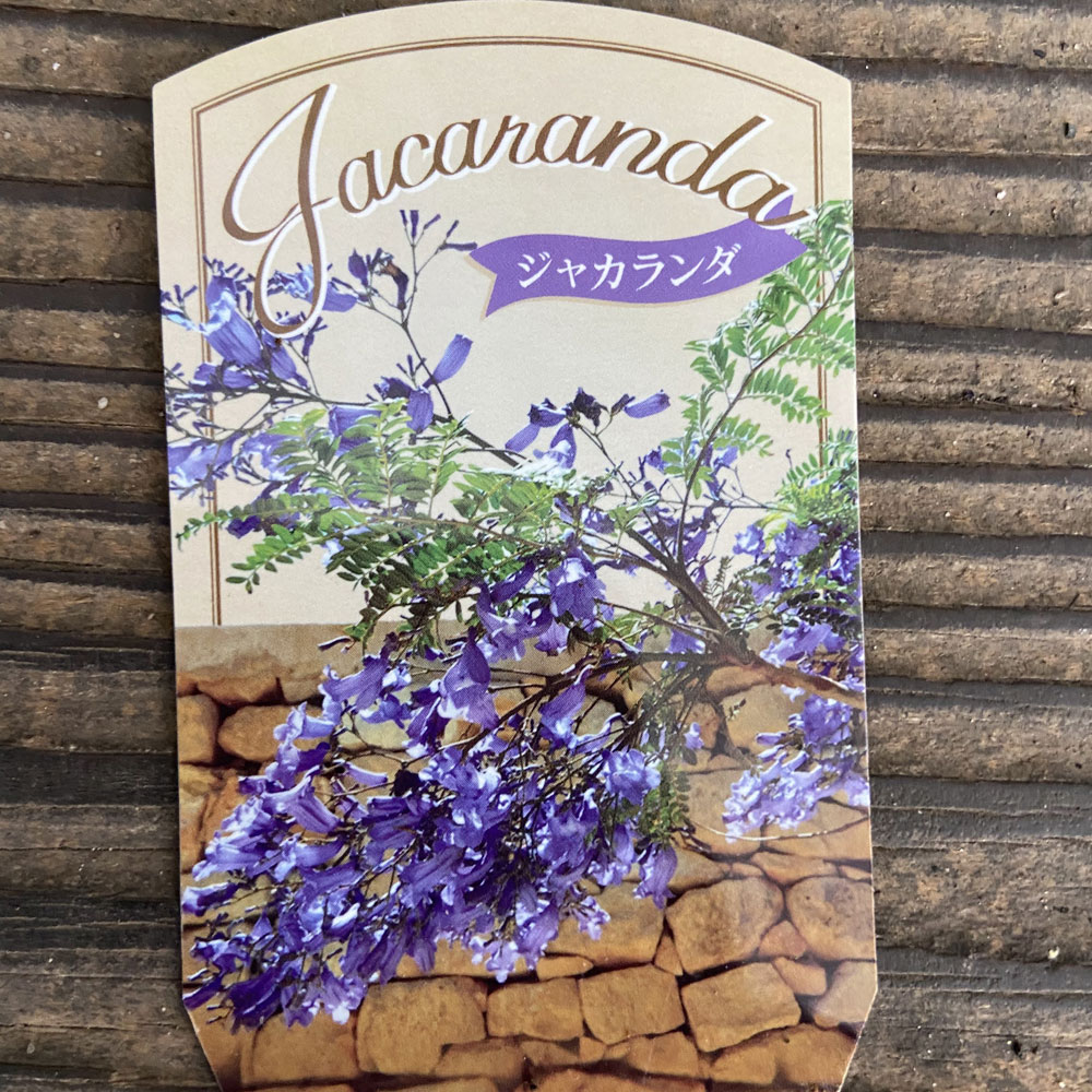 ジャカランダ　ミモシフォリア