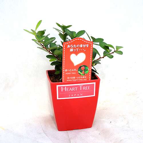 ハートツリー3 5号鉢植えを販売 花育通販 季節の花鉢の販売店 ハートツリー3 5号鉢植えを販売 花育通販 季節の花鉢の販売店
