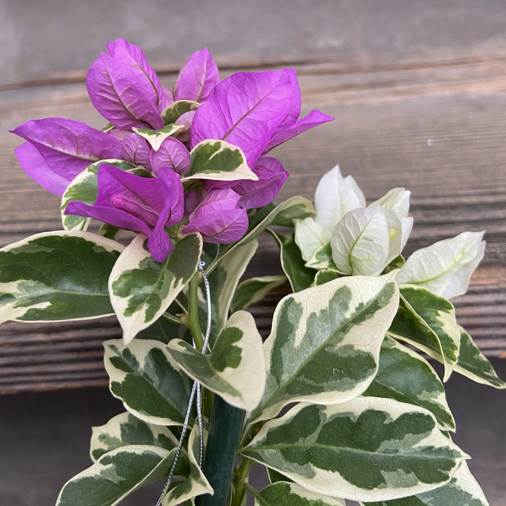 ブーゲンビレア・ブルーハワイ