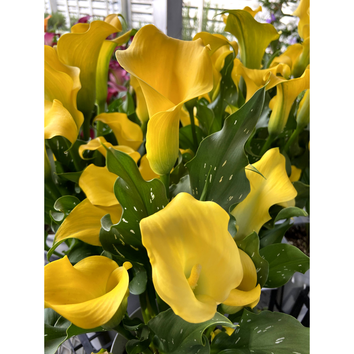 カラー キャプテン ソロ イエロー 5号鉢植えを販売