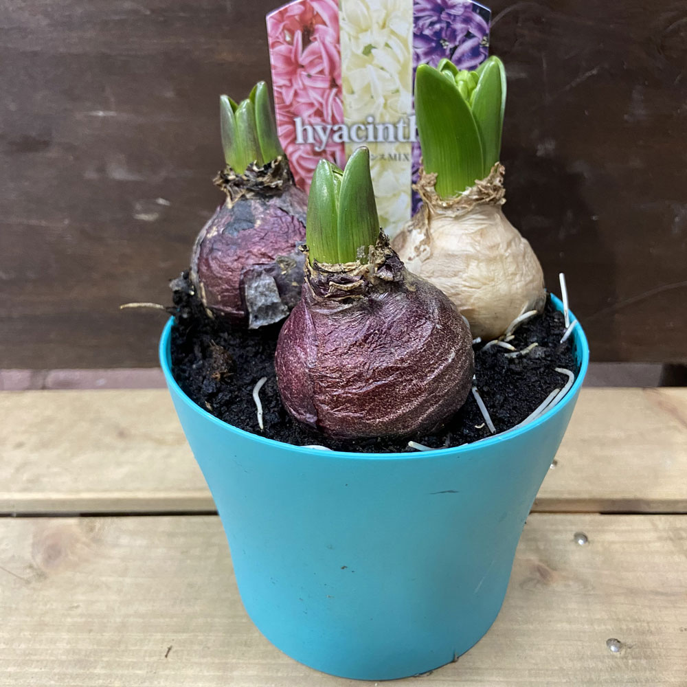 ヒヤシンスの花鉢 ミックス３球植え 4号を販売 花育通販