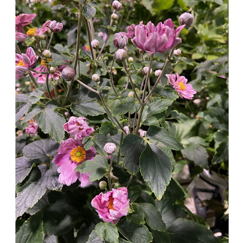 季節の花鉢の販売店 花育通販 秋明菊 シュウメイギク あかねの花鉢 5号 を販売