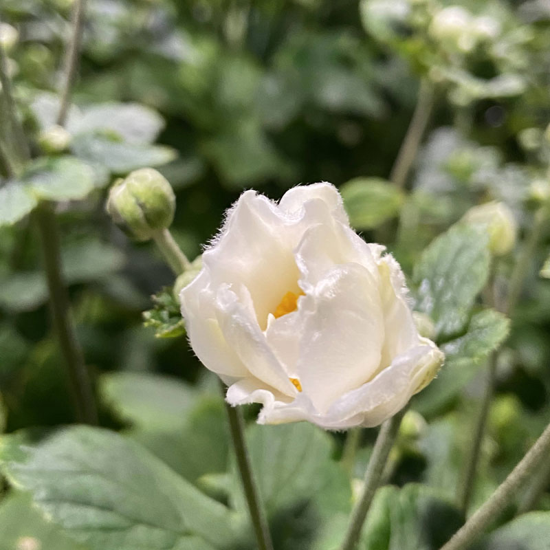 季節の花鉢の販売店 花育通販 秋明菊 シュウメイギク 白花八重の花鉢 5号 を販売