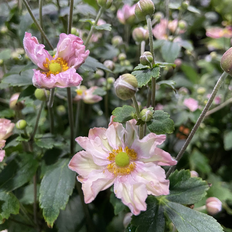 季節の花鉢の販売店 花育通販 秋明菊 シュウメイギク 祇園祭 ぎおんまつり の花鉢 5号 を販売