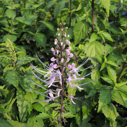 花苗 一年草 の販売店 花育通販 ネコノヒゲ苗を販売
