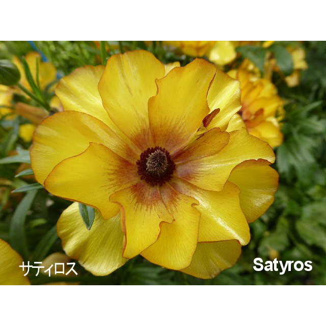 ラナンキュラス ラックス サティロスの苗 花育通販 花苗 一年草の販売店