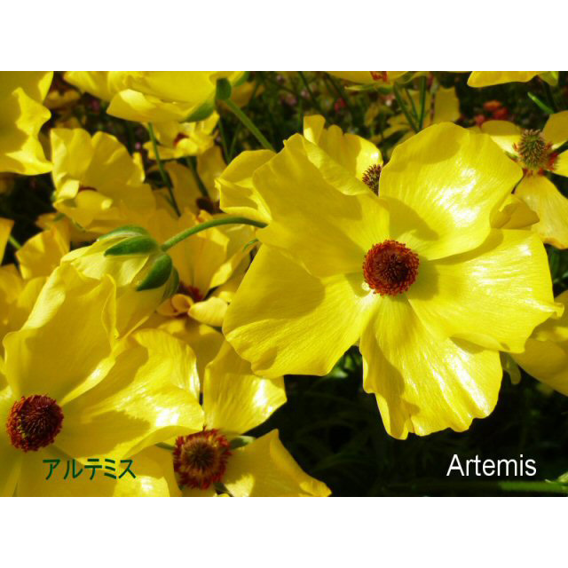 ラナンキュラス ラックス アルテミスの苗 花育通販 花苗 一年草の販売店