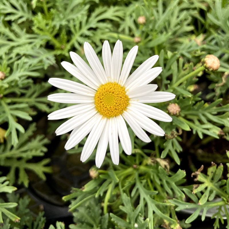 マーガレット サワーリップルの苗を販売 花育通販 花苗の販売店
