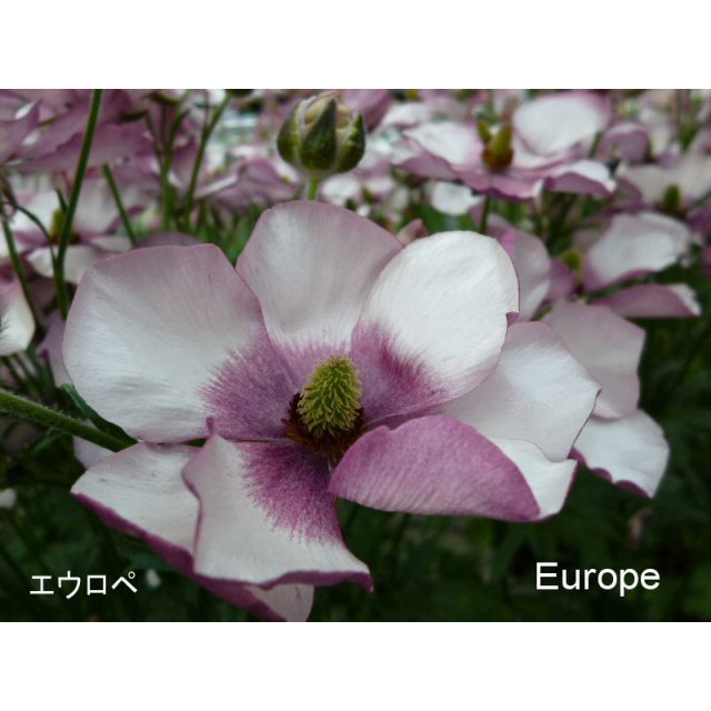 ラナンキュラス ラックス エウロペの苗 花育通販 花苗 一年草の販売店
