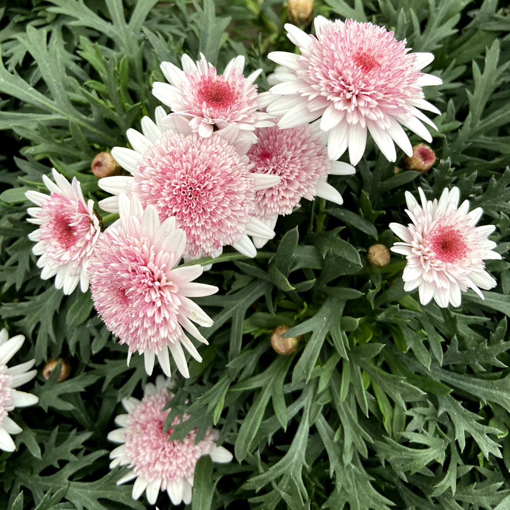 マーガレット　あずきちゃん