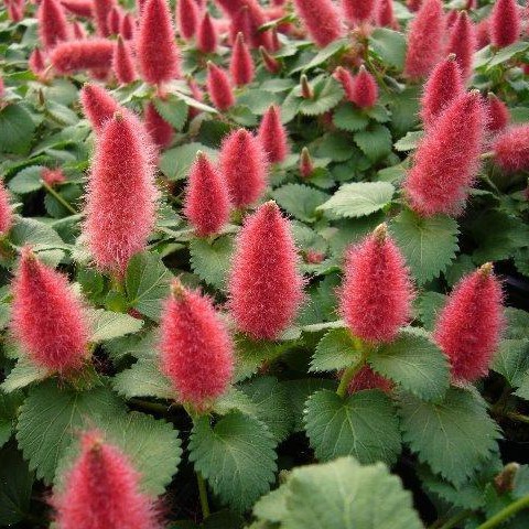 アカリファ レプタンス キャットテール の苗を販売 花育通販 花苗 一年草 多年草 の販売店 アカリファ レプタンス キャットテール の苗を販売 花育通販 花苗 一年草 多年草 の販売店