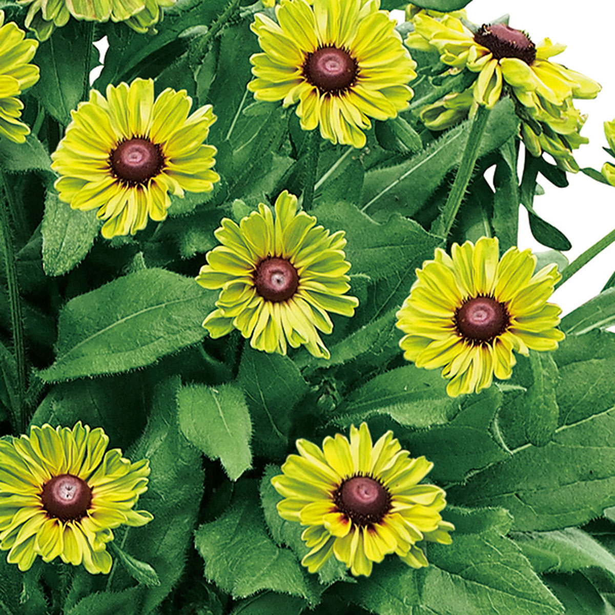 夏の花苗 一年草 の販売店 花育通販 ルドベキア ヒルタ タイガーアイ の苗を販売