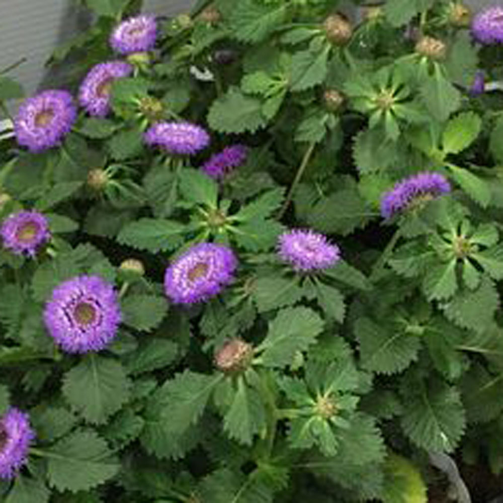 ムラサキルーシャン ケントラテルム プンクタツム リンゴアザミ の苗 花育通販 花苗 花種の販売店