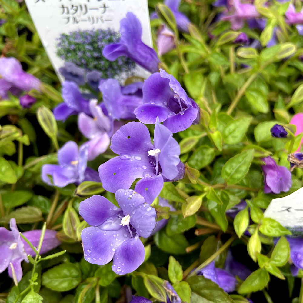 スーパートレニア カタリーナ ブルーリバー の苗 花育通販 花苗 花種の販売店